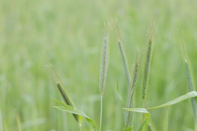 green wheat plants close up 
