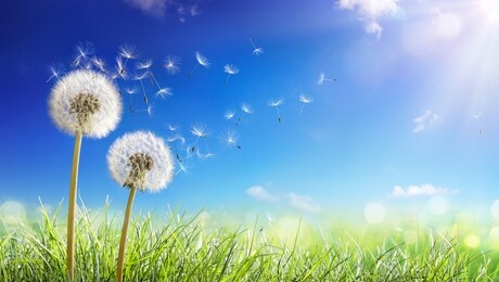 dandelions with wind in field - seeds blowing away blue sky
