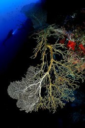 sea fan image in sipadan