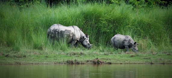 mother and baby rhinoceros, grazing in a grass field in chitwan national park, nepal