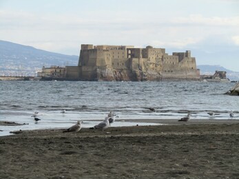 seagulls and castel dell'ovo
