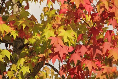 forest in autumn