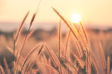grass and sunset background