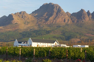 landscape scenics of vineyards and mountains tellenbosch winelands, western cape, south africa.