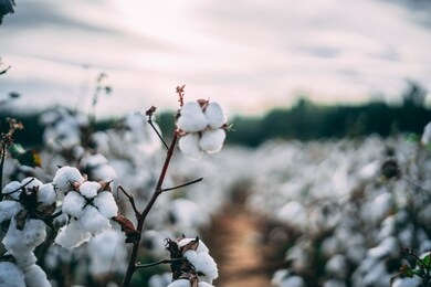 lovely bright virginia cotton fields  during the summer! 
