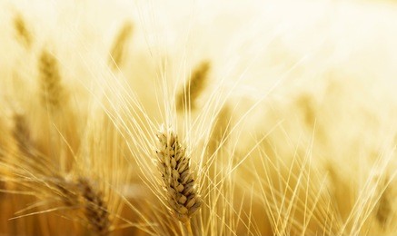 wheat field