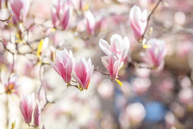 photobackground blooming magnolia