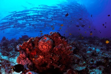school of barracuda in sipadan