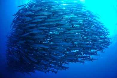 school of barracuda in sipadan