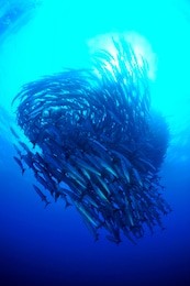 school of barracuda in sipadan