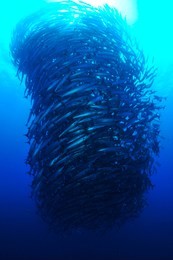 school of barracuda in sipadan