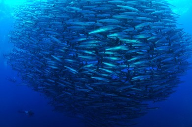 school of barracuda in sipadan