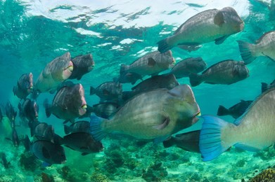 school of bumphead parrot fish in sipadan
