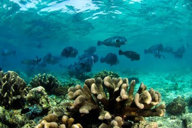 school of bumphead parrot fish in sipadan
