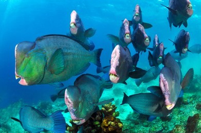 school of bumphead parrot fish in sipadan

