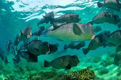 school of bumphead parrot fish in sipadan
