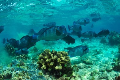 school of bumphead parrot fish in sipadan

