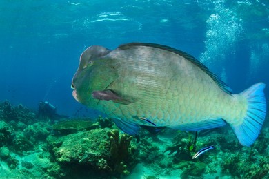 school of bumphead parrot fish in sipadan
