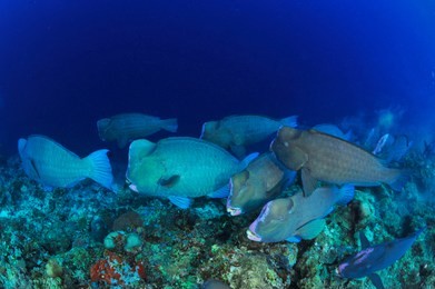 school of bumphead parrot fish in sipadan
