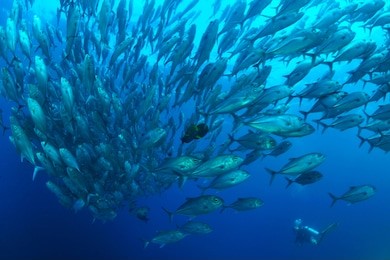 school of jack fish in sipadan
