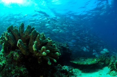 school of jack fish in sipadan
