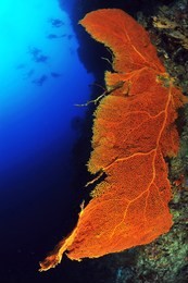 huge sea fan in sipadan