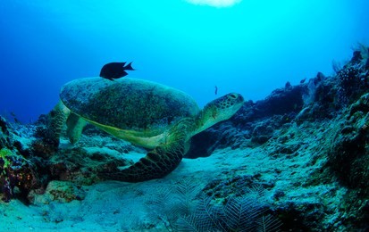 turtle in sipadan
