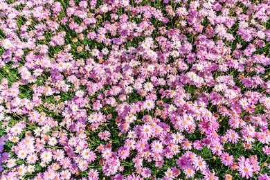 beautiful daisy flowers in garden