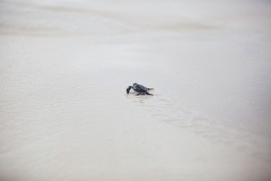 the newborn turtle hurries to the sea