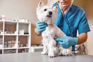 checking the breath. male veterinarian in work uniform listening to the breath of a small dog with a phonendoscope in veterinary clinic. pet care concept