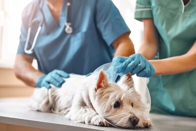 it doesn't hurt at all. hands of two veterinarians in protective gloves putting on a protective plastic collar on a small dog lying on the table in veterinary clinic