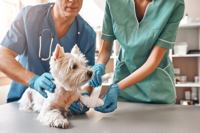 we are always here to help. a team of two veterinarians in work uniform bandaging a paw of a small dog lying on the table at veterinary clinic.