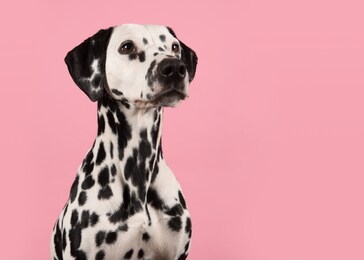 portrait of a dalmatian dog looking to the right on a pink background with space for copy