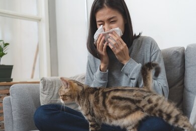 diseases from pets concept. woman is sneezing from fur allergy on the sofa and playing with her cat.