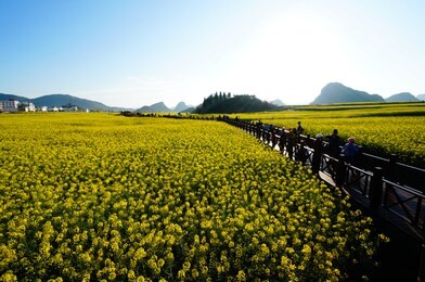 winding road across the field, luoping county, yunan, china.