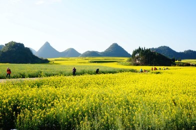 winding road across the field, luoping county, yunan, china.
