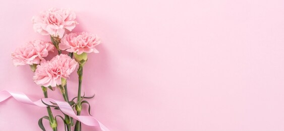 beautiful fresh blooming baby pink color tender carnations isolated on bright pink background, mothers day thanks design concept,top view,flat lay,copy space,close up,mock up