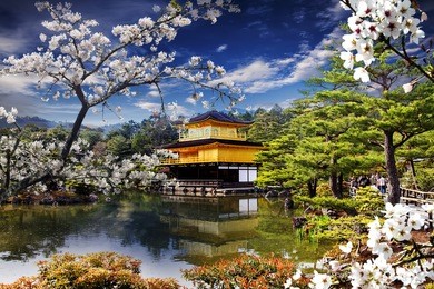 beautiful sakura with nice gold temple