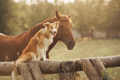 red border collie dog and horse together at sunset in summer