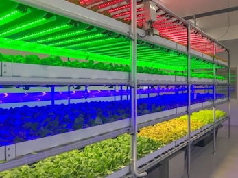 hydroponic led light garden ,growing green oak lettuce plant