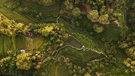 tegallalang rice terraces in bali. aerial view from above in the morning