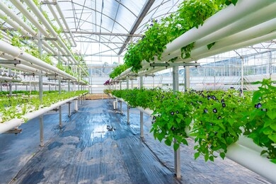 soilless crops grown in pipes in modern greenhouses.