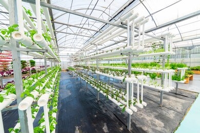 soilless crops grown in pipes in modern greenhouses.