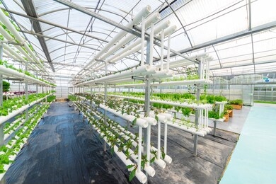 soilless crops grown in pipes in modern greenhouses.