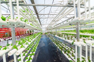 soilless crops grown in pipes in modern greenhouses.