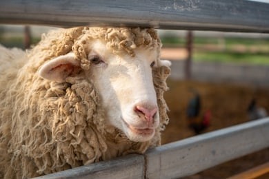 blurred sheep in farmland on countryside 
