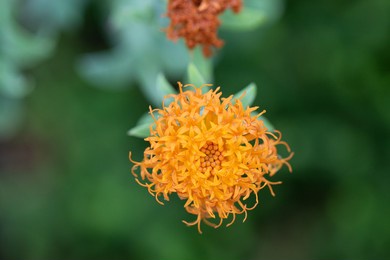 bebbia juncea isolated bokeh