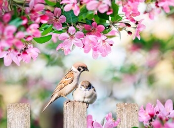 beautiful natural background with a bird sparrow with a little chick sitting on a wooden fence in a rustic garden in o winding pink apple flowers on a sunny day in spring