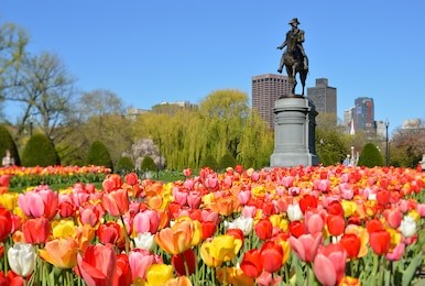 boston public garden. george washington statue surrounded by tulips, tourists and beautiful spring colors.