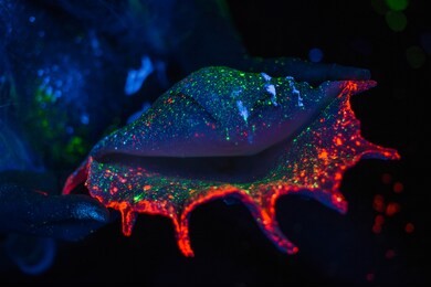 sea ​​shell in neon light